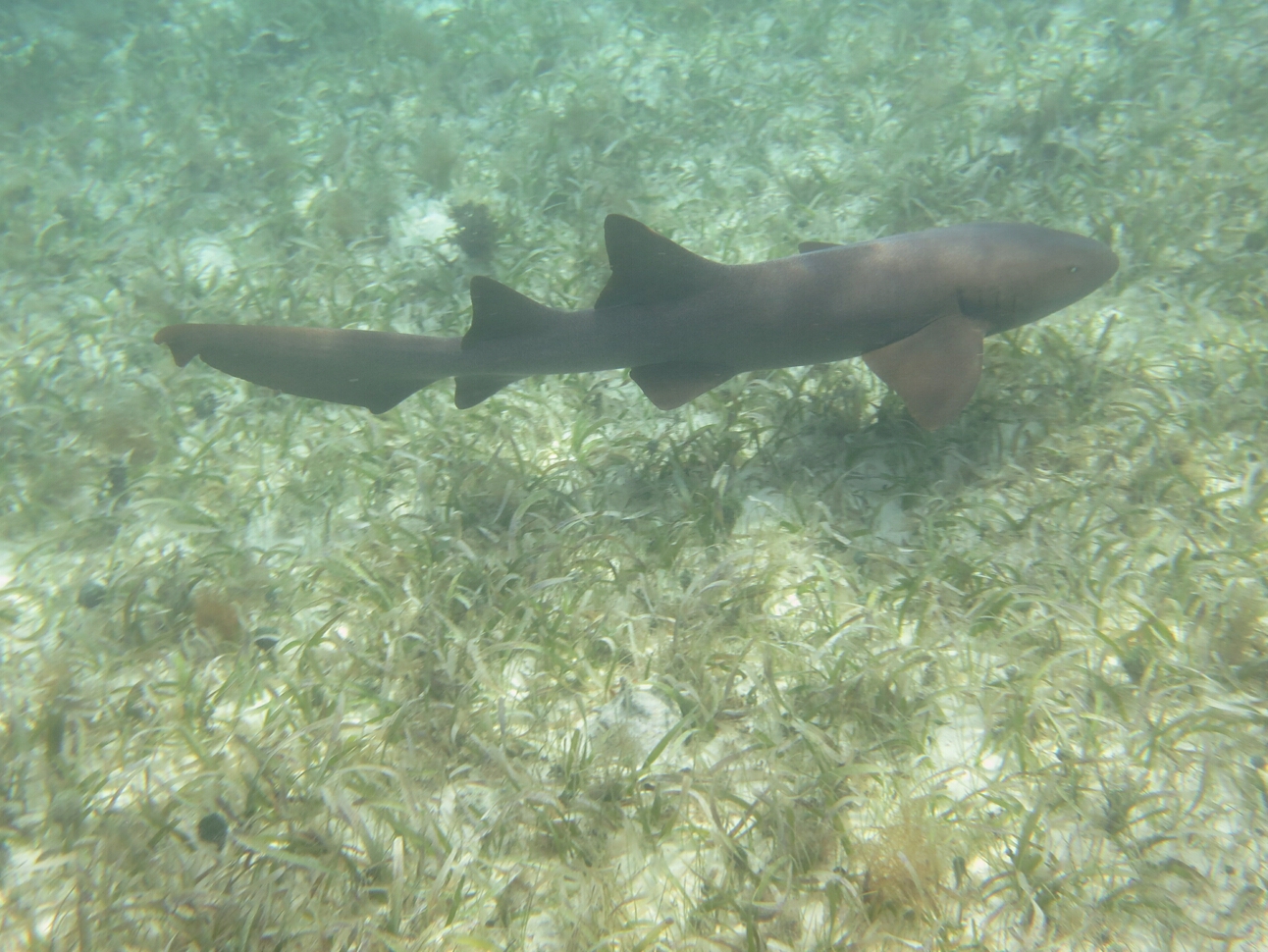 Click to See Next Image