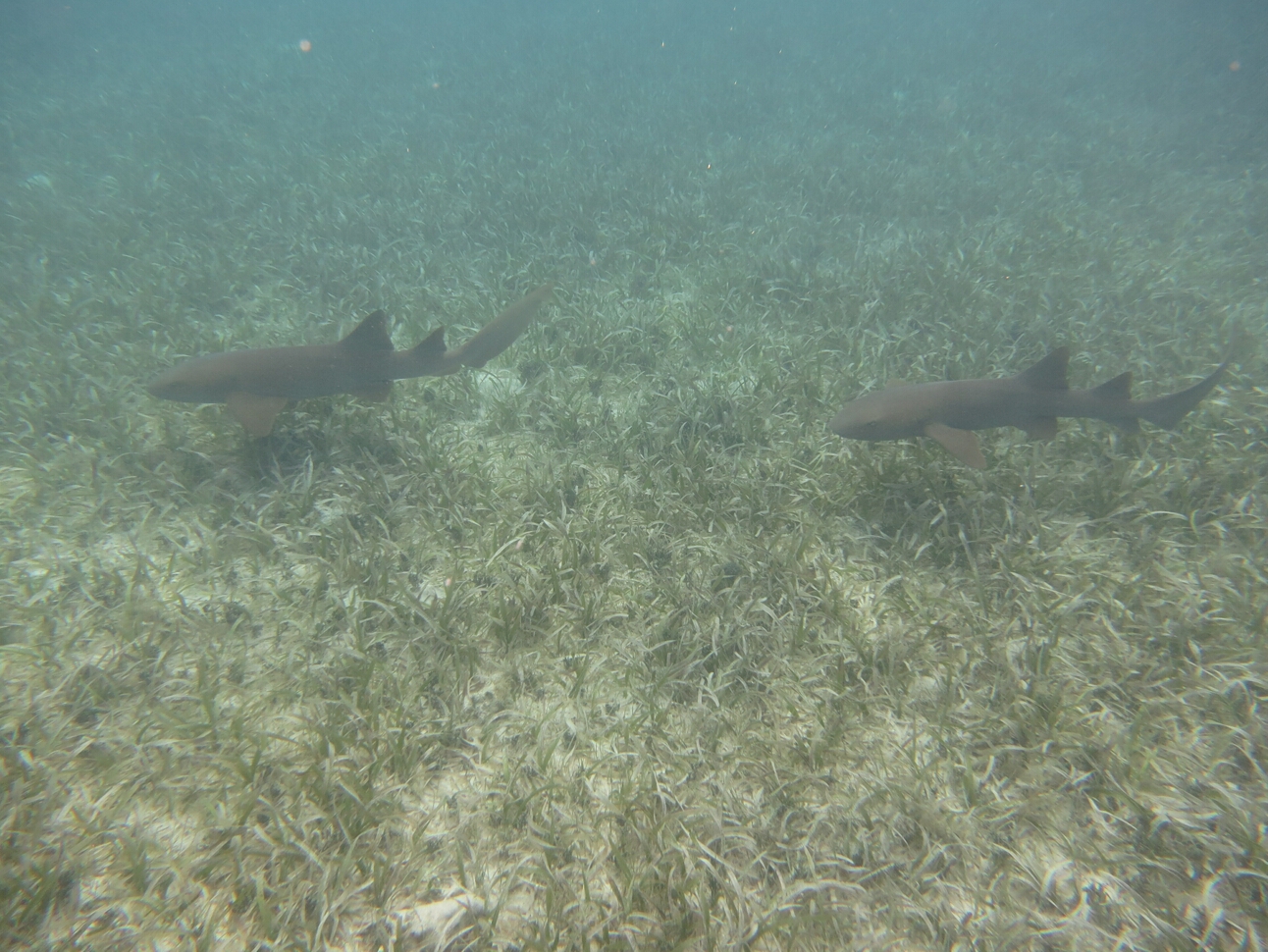 Click to See Next Image